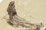 Two Cretaceous Fossil Fish (Scombroclupea) with Pos/Neg - Lebanon #201345-4